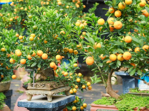 Độc đáo quất bonsai chào Tết Quý Mão 2023