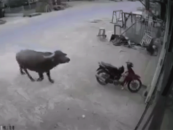Clip: Trâu thả rông và những tình huống 'họa vô đơn chí' ngày cuối năm khiến các nạn nhân lâm vào tình huống khó xử