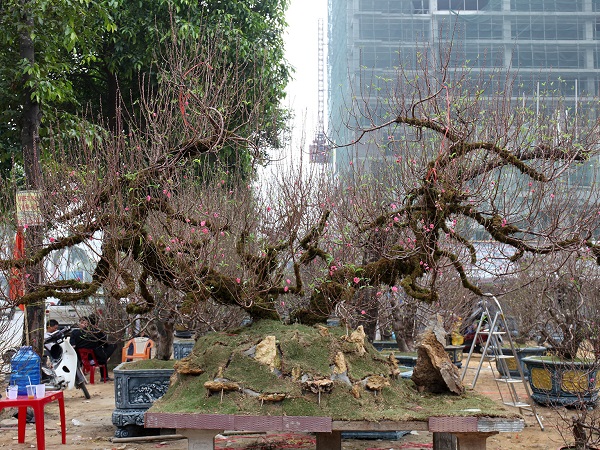 Đào thế ‘rồng bay phượng múa’, thuê chơi Tết hết 150 triệu đồng