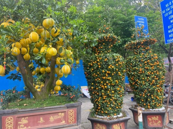 Nhiều hoa, kiểng Tết 'độc, lạ', giá hơn trăm triệu đồng