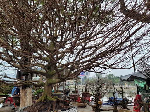 'Lão mai' khổng lồ có giá 6,8 tỉ đồng ở miền Tây