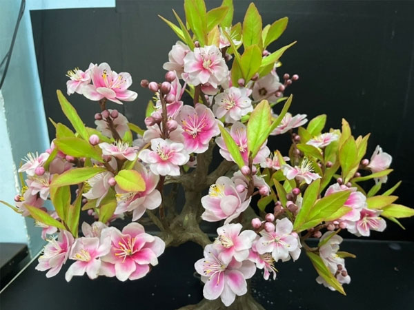 Khách Việt đua nhau mua cây bonsai 'lạ' giá hàng triệu đồng, có đến đâu hết đến đó