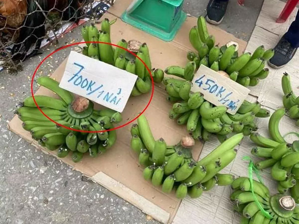 Chuối xanh ngày Tết giá 700k/nải, nhìn cũng hốt chứ nói gì đến mua