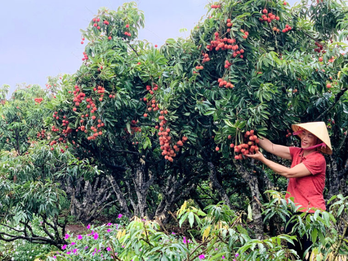 Trồng loại cây cho ‘quả ngọc’, nông dân thu cả vạn lượng vàng