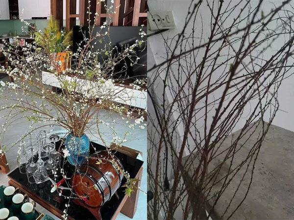 Mua tuyết mai chơi Tết, ngao ngán vì hết Tết hoa vẫn 'bất tỉnh'