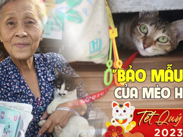 VIDEO: Bà cụ dành cả đời để cưu mang mèo hoang