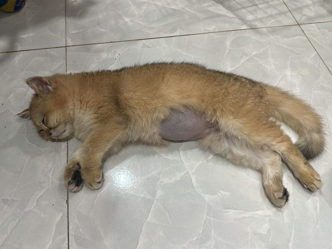 Vụ chú mèo Golden bị giẫm đạp: Rò rỉ đoạn bình luận của người dì ruột