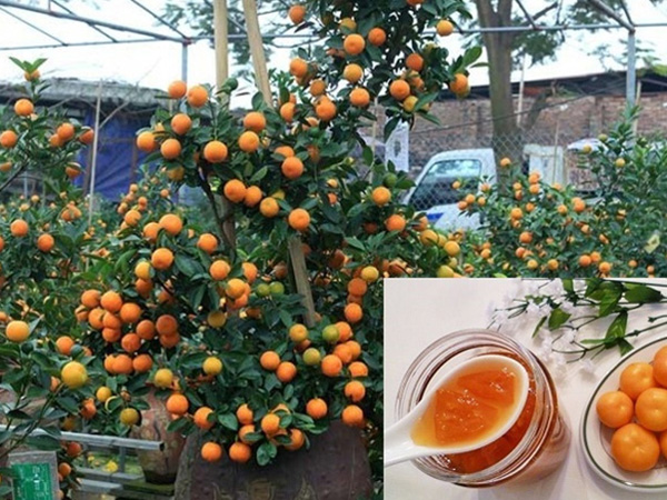 Chuyên gia khuyến cáo đừng bao giờ dùng quất cảnh trưng Tết để ăn, pha nước hay chưng siro