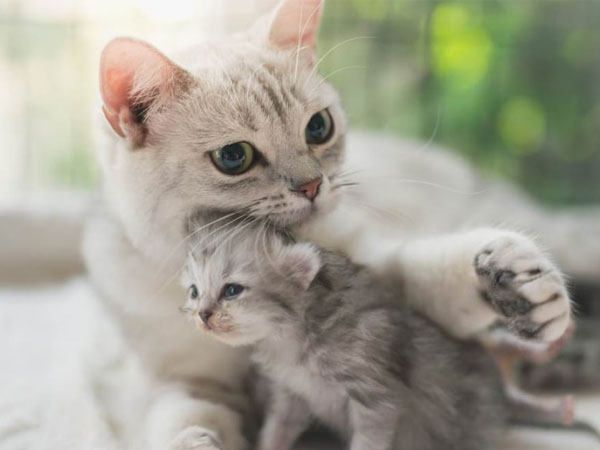 Thứ 2 đầu tuần, 3 con giáp ăn lộc thần Tài, may mắn không ngớt, tài khoản nhảy số liên tục