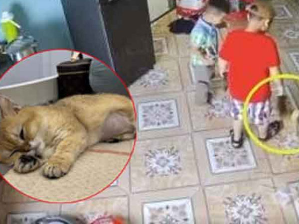 Chú mèo bị giẫm đạp mùng 2 Tết: 'Gia đình hai bé trai gây ra sự việc không xin lỗi và cho rằng có con mèo cũng mang đi cấp cứu'