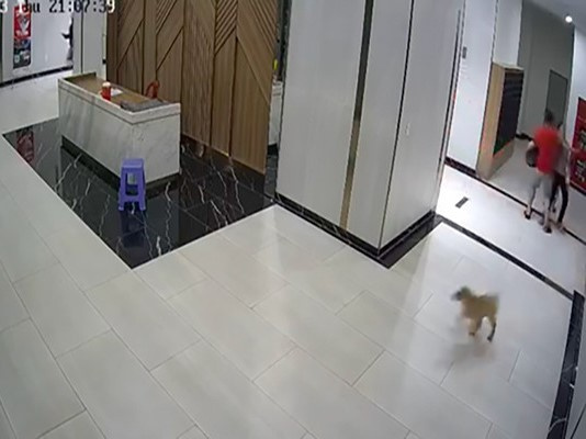 Giám định thương tích người cha bảo vệ con bị chủ nuôi chó đánh