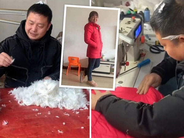 Nuôi cả đàn ngỗng chỉ để tự tay may áo khoác tặng vợ, người đàn ông khiến cánh mày râu khóc thét: 'Đừng để vợ tôi thấy cảnh này!'