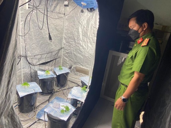 Đôi nam nữ ngoại quốc thuê căn hộ ở Đà Nẵng để trồng cây nghi là cần sa