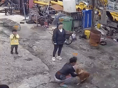 Ngày đẹp trời, chú chó thất lạc bấy lâu bất ngờ trở về nhà, phản ứng của gia chủ khiến CĐM rưng rưng