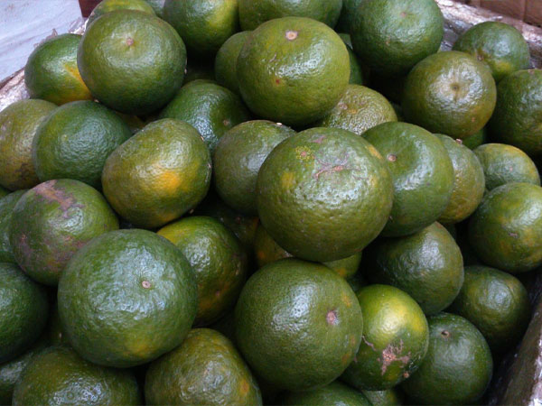 1.000 đồng/kg, cam sành vị ngọt thành trái đắng