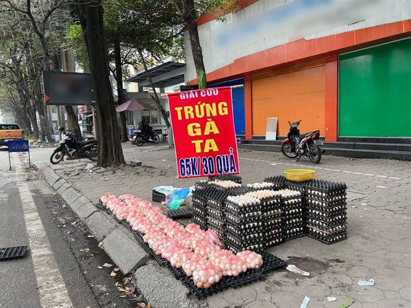 Không có tình trạng ứ đọng trứng, không đến nỗi phải 'giải cứu'