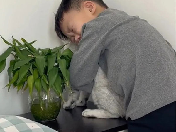 Cậu bé ôm chặt mèo cưng, nức nở: 'đừng rụng lông nữa, anh xin em đấy' và lý do đẫm nước mắt phía sau