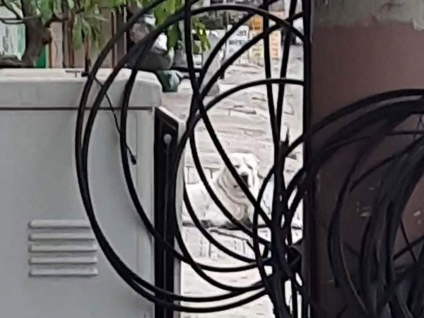 Tiêu hủy con chó cắn du khách nước ngoài nhập viện ở Nha Trang