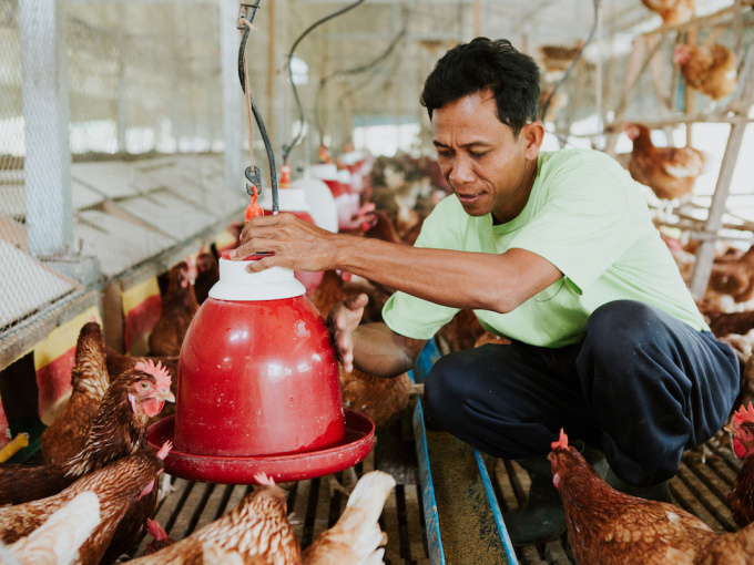 Campuchia có ca tử vong do nhiễm cúm H5N1, Viện Pasteur TP.HCM ra chỉ đạo khẩn