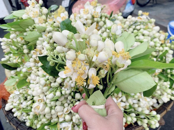Hoa bưởi đầu mùa tỏa hương khắp phố Hà Nội, giá nửa triệu đồng/kg