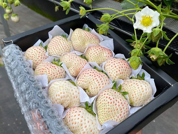 Dâu Đà Lạt cả triệu đồng/kg vẫn 'cháy' hàng có gì đặc biệt?