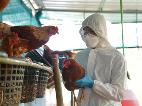 TP.HCM giám sát ca viêm phổi bất thường, từng tiếp xúc gia cầm ốm chết