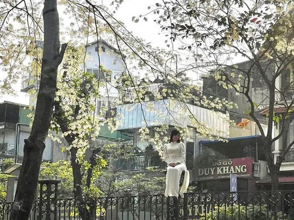 'Độc lạ Hà Nội' thiếu nữ leo lên trụ cao để chụp ảnh với hoa sưa