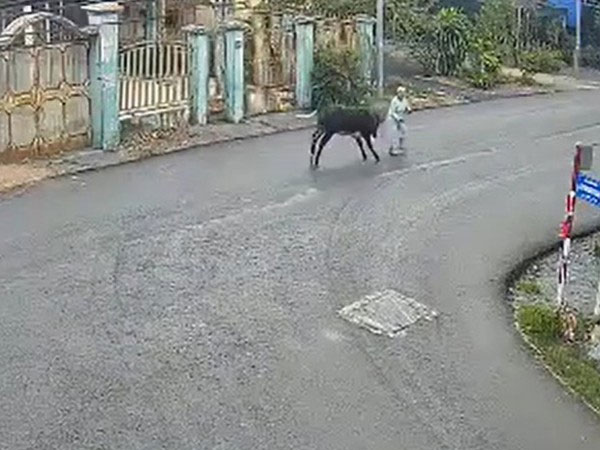 'Bò điên đại náo' ở Củ Chi húc cụ bà bất tỉnh, bé 7 tháng tuổi văng khỏi võng