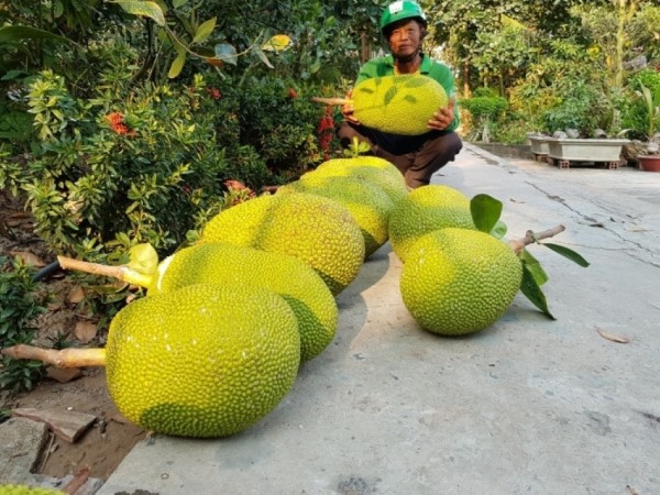Mít Indo giá 100.000 đồng/kg, người trồng mừng được mùa được giá