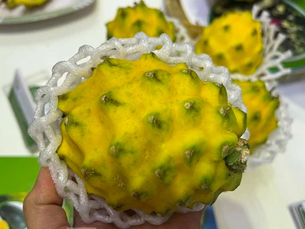 Độc đáo thanh long vỏ vàng, giá cao vẫn đắt khách