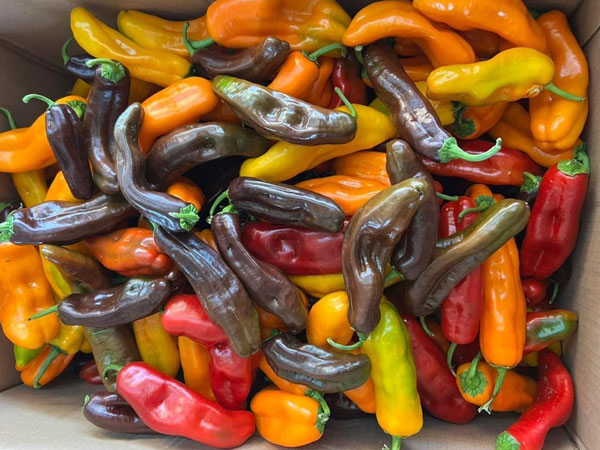 Một loại ớt bỗng thành hàng hot, giá đắt đỏ vẫn được chị em săn mua