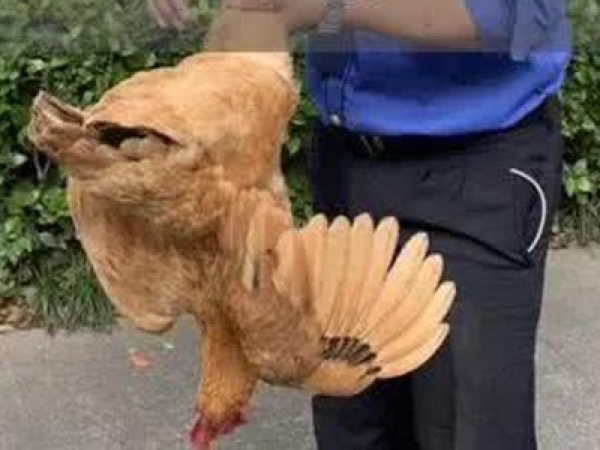Truy bắt nhóm thanh niên trộm gà, hành hung chủ nhà trọng thương