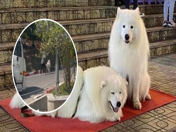 Không chịu đứng nắng chụp ảnh với khách, chú chó Alaska bị chủ đánh đến gãy cây khiến dân tình bức xúc