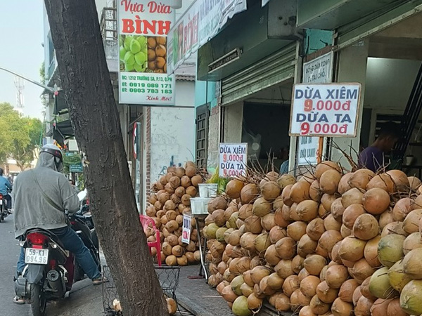 Vì sao dừa tươi rẻ bèo giữa mùa nắng nóng gay gắt?