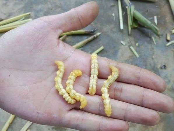 Sự thật sâu chít bổ thận, tráng dương