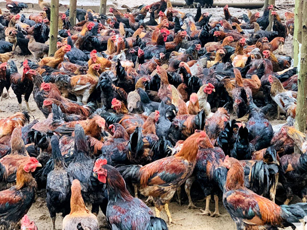 Nguồn cung tăng mạnh, giá thịt lợn, gà lông chìm sâu dưới đáy