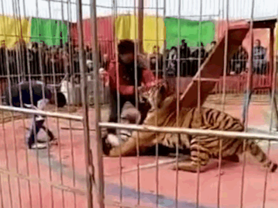 Clip: Kinh hoàng cảnh hổ bất ngờ nổi điên, lao tới vồ người đàn ông