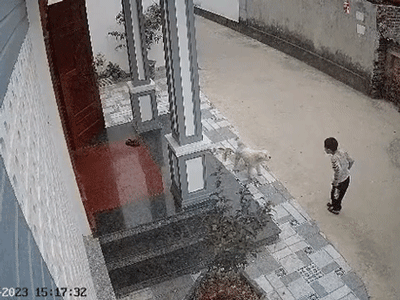 Tỏ ra bản lĩnh khi mạo hiểm 'chọc chó', bé trai liền khóc nhè khi nhân vật quyền lực này xuất hiện
