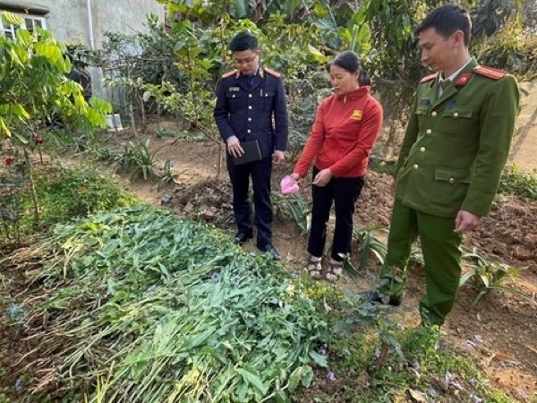 'Thu hoạch' gần 1,5 tạ cần sa trong vườn rau của nhà dân ở Hải Phòng