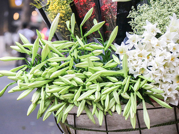Hoa loa kèn dội chợ gọi tháng 4 về, giá rẻ bèo vẫn ế