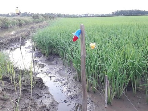 Vướng vào dây điện bẫy chuột, nam thanh niên bị giật tử vong