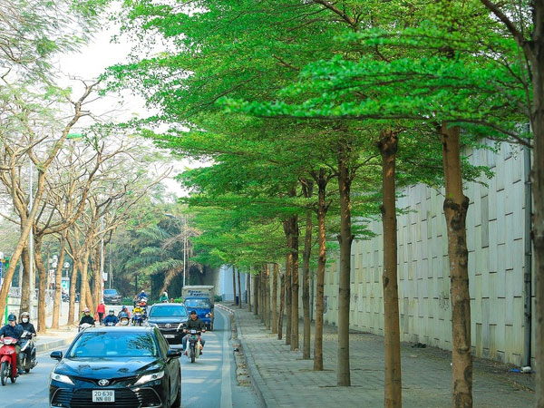 Cây xanh bị nâng khống giá được trồng ở đâu tại Hà Nội?