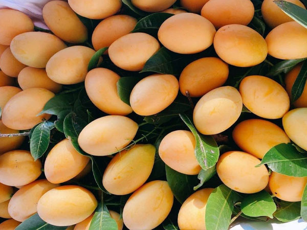 Từ mức cao chót vót, thanh trà Thái có giá rẻ như rau