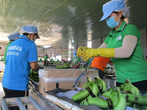 Ngỡ ngàng với thu nhập của 'công thần' dự án heo ăn chuối