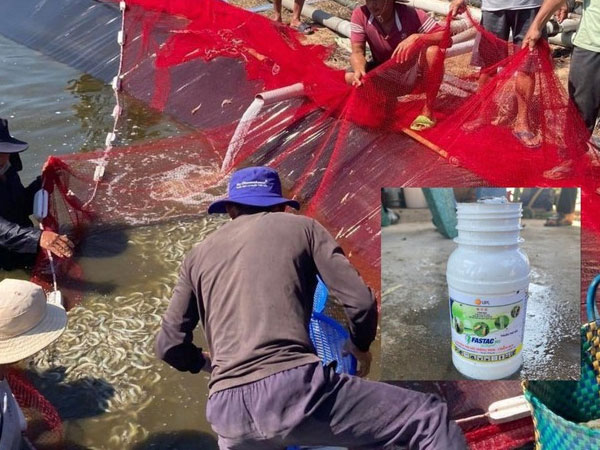 Nghi vợ ngoại tình, người đàn ông làm chết hơn 11 tấn tôm