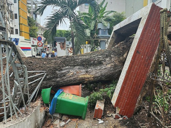 Cây xanh bên trong sân trường bất ngờ bật gốc, ít nhất 5 người bị thương