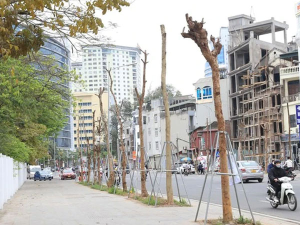 Hàng cây tiền tỷ 'mãi không thấy ra lá' trên tuyến đường giữa Thủ đô Hà Nội