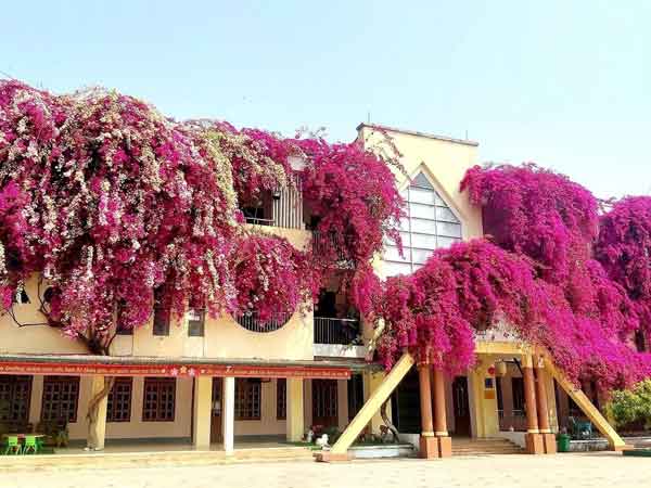 Phát thèm hoa giấy nhà người phủ kín mái nhà, hoa giấy nhà mình lèo tèo toàn lá, dùng đúng 4 chiêu này là hoa bung rực rỡ