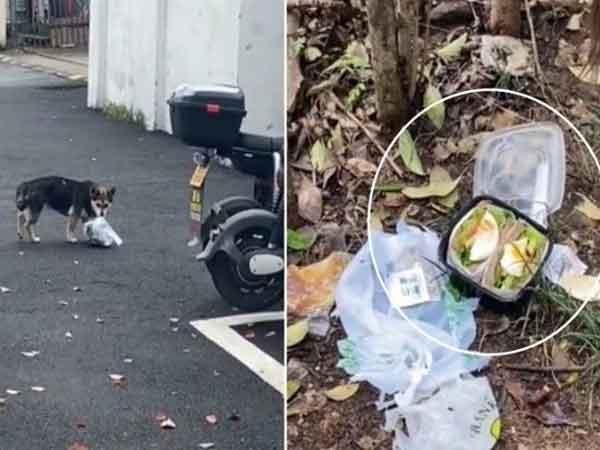 Bị chó tha mất suất ăn trưa, cô gái 'cười ra nước mắt' khi biết nguyên nhân