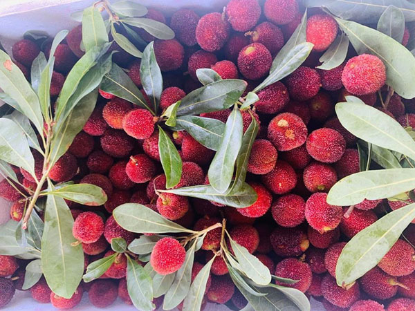 Thanh mai Trung Quốc lại dội chợ, giá 260.000 đồng/kg vẫn ‘cháy hàng’